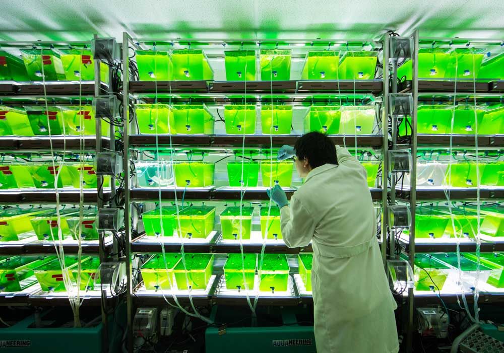 Biotecnologie e produzione sostenibile di energia